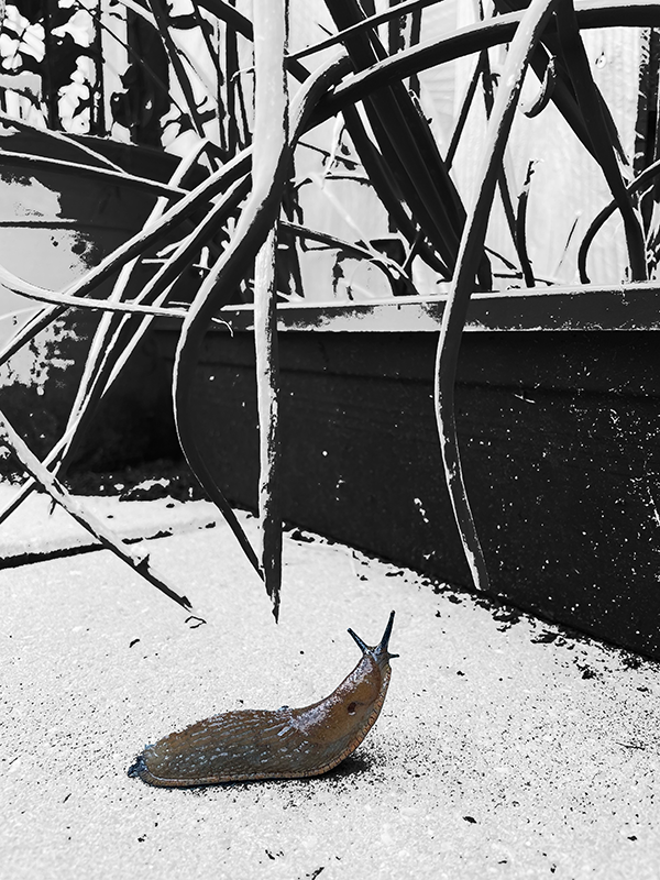 Slug reaching for small leek leaves