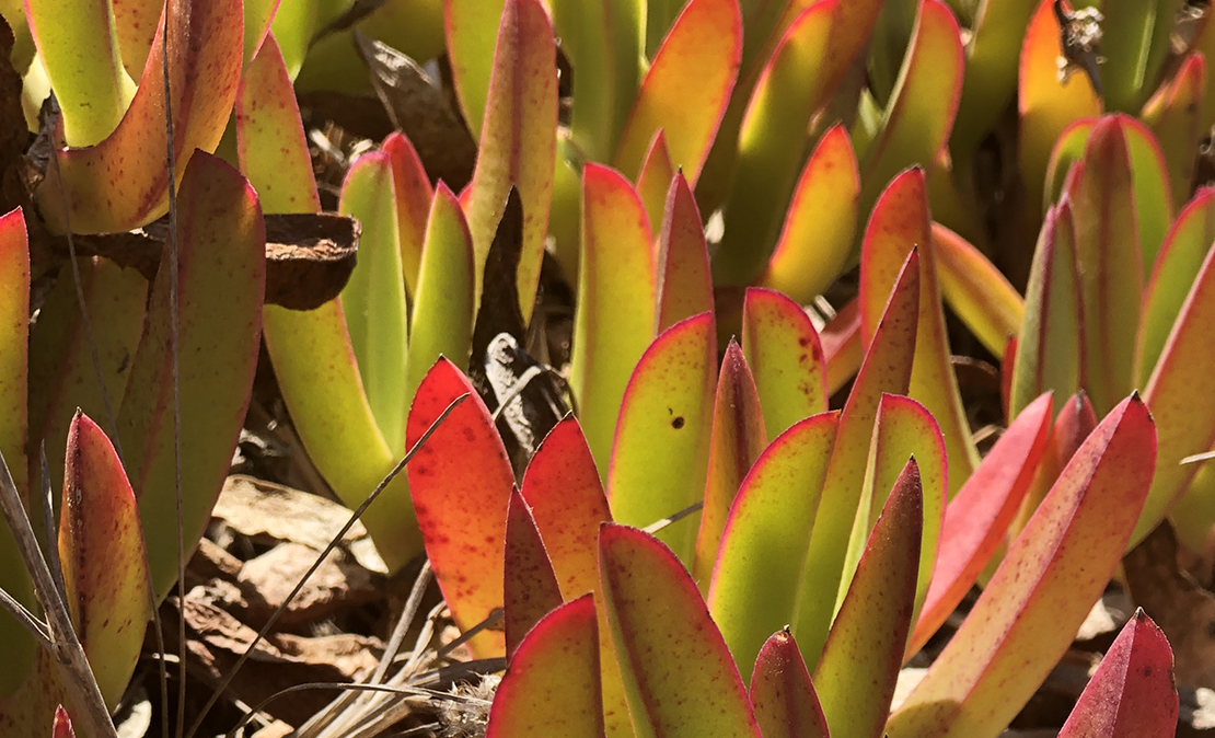 Red plant