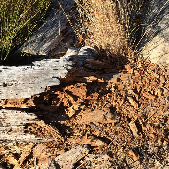 Log