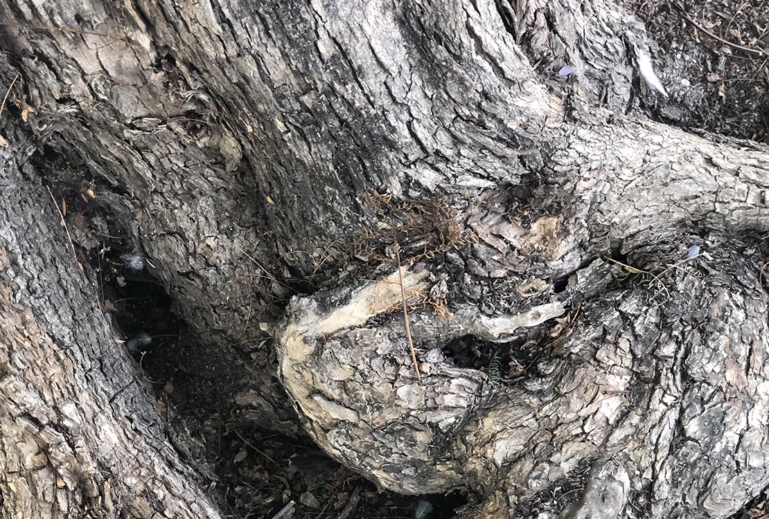 Tree trunks