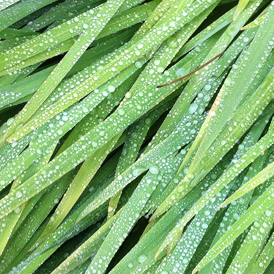 Wet grass
