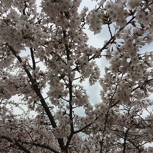 White blossom