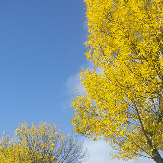 Yellow tress