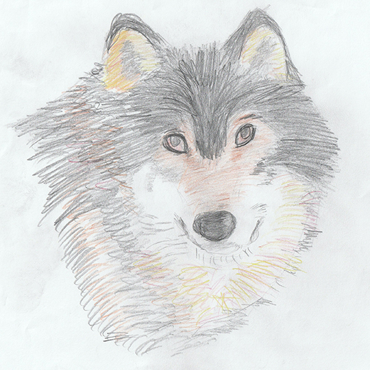 Wolf